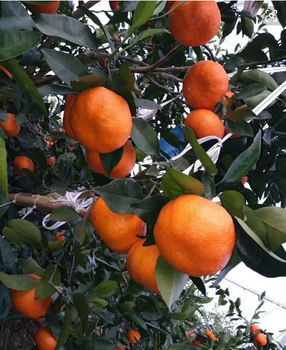明日见柑橘上市时间几月份